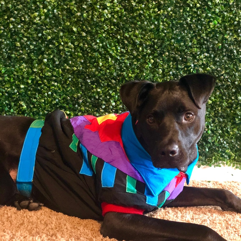 š¾Retro Doggy Jacket š¾ - Picture 3 of 7